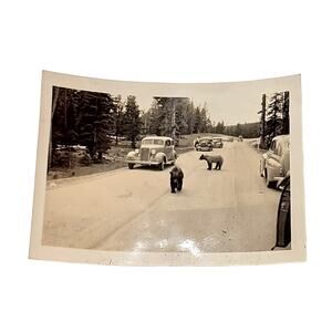 Vtg 1940s B&W Photo Bears in Street Neighborhood Vehicles Parked Forest Snapshot
